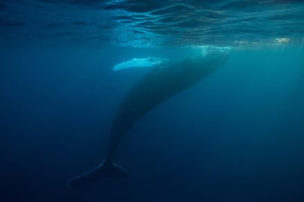 [:pt]Baleia azul. Como proteger os jovens dos riscos[:]